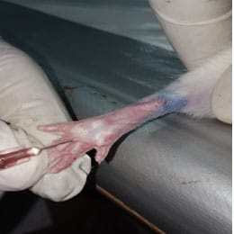 hen-leg