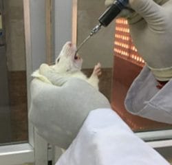 rat-injection-2