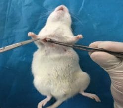 rat-op